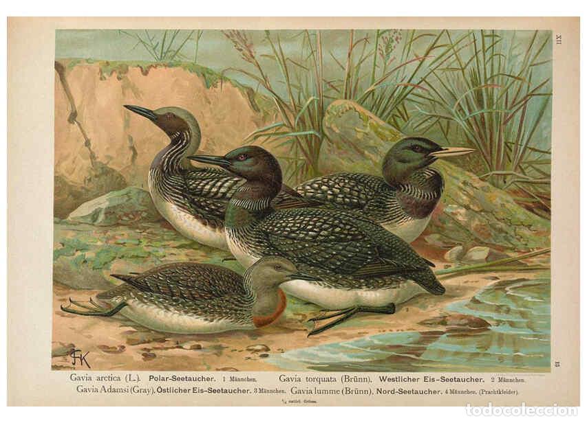 Coleccionismo de Revistas y Peri&oacute;dicos: Reproducci&oacute;n/Reproduction 6263806762: Naumann, Naturgeschichte der V&ouml;gel Mitteleuropas. v.12. Gera-U