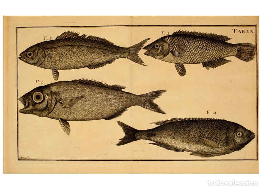 Colecionismo de Revistas e Jornais: Reproducci&oacute;n/Reproduction 6263253063: Iacobi Theodori Klein Histori&aelig; piscium naturalis Gedani [i.e.