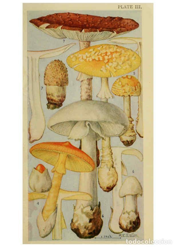 Colecionismo de Revistas e Jornais: Reproducci&oacute;n/Reproduction 6263211555: Field book of common gilled mushrooms New York :G.P. Putnam's