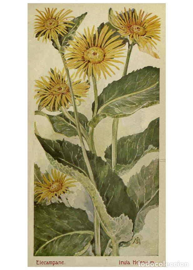 Colecionismo de Revistas e Jornais: Reproducci&oacute;n/Reproduction 6263088691: Field book of American wild flowers New York,Putnam,[1912] - F