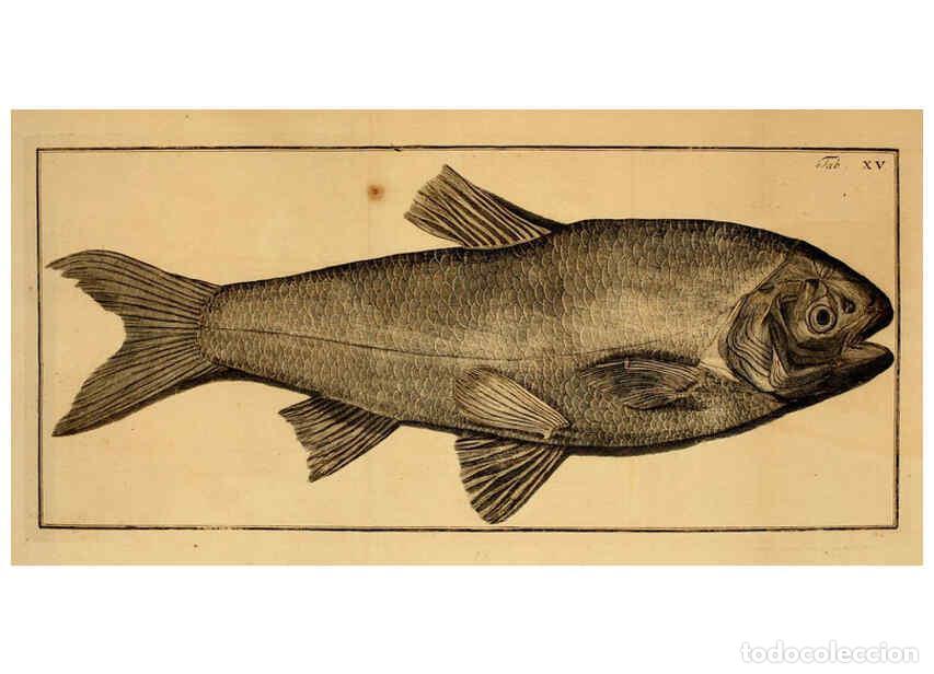 Colecionismo de Revistas e Jornais: Reproducci&oacute;n/Reproduction 6263254043: Iacobi Theodori Klein Histori&aelig; piscium naturalis Gedani [i.e.