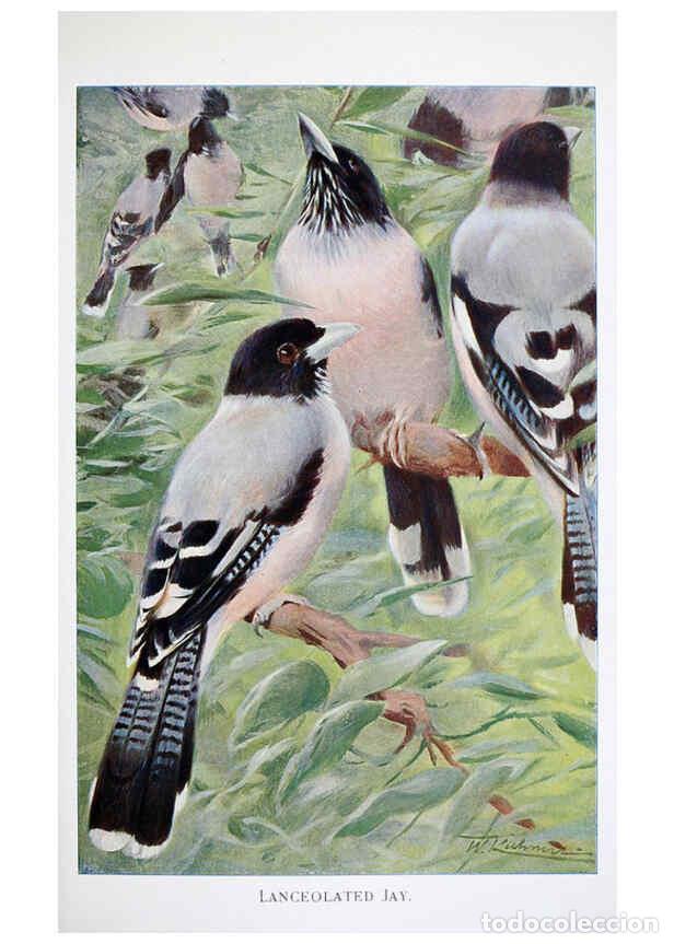 Colecionismo de Revistas e Jornais: Reproducci&oacute;n/Reproduction 6263674760: Wild life of the world. v.2. London ;F. Warne and co.,1916 - R