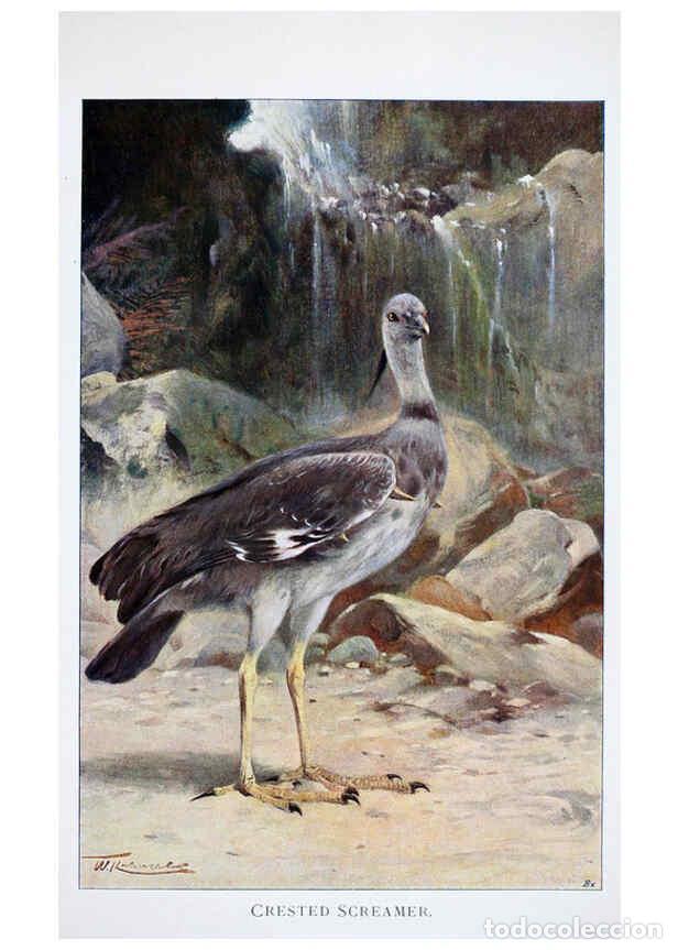 Colecionismo de Revistas e Jornais: Reproducci&oacute;n/Reproduction 6263679214: Wild life of the world. v.2. London ;F. Warne and co.,1916 - R