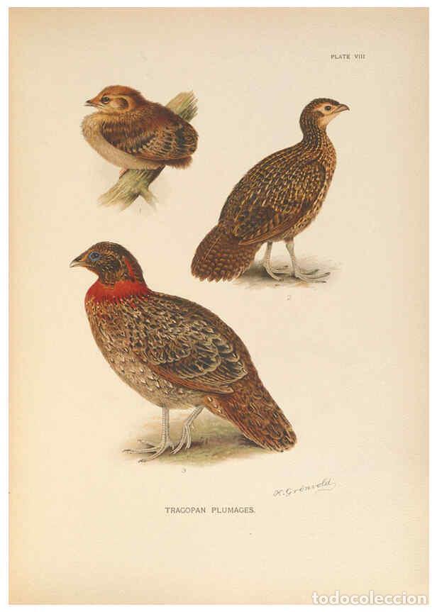 Colecionismo de Revistas e Jornais: Reproducci&oacute;n/Reproduction 6263642498: A monograph of the pheasants. v.1. London, England :Published