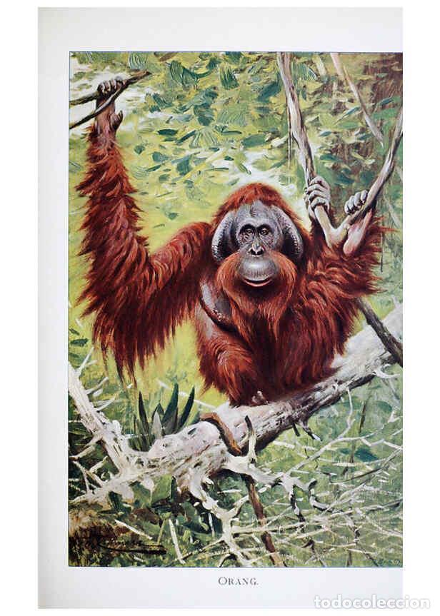 Colecionismo de Revistas e Jornais: Reproducci&oacute;n/Reproduction 6263675944: Wild life of the world. v.2. London ;F. Warne and co.,1916 - R