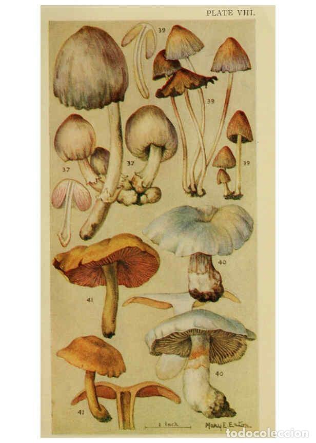 Colecionismo de Revistas e Jornais: Reproducci&oacute;n/Reproduction 6263212815: Field book of common gilled mushrooms New York :G.P. Putnam's