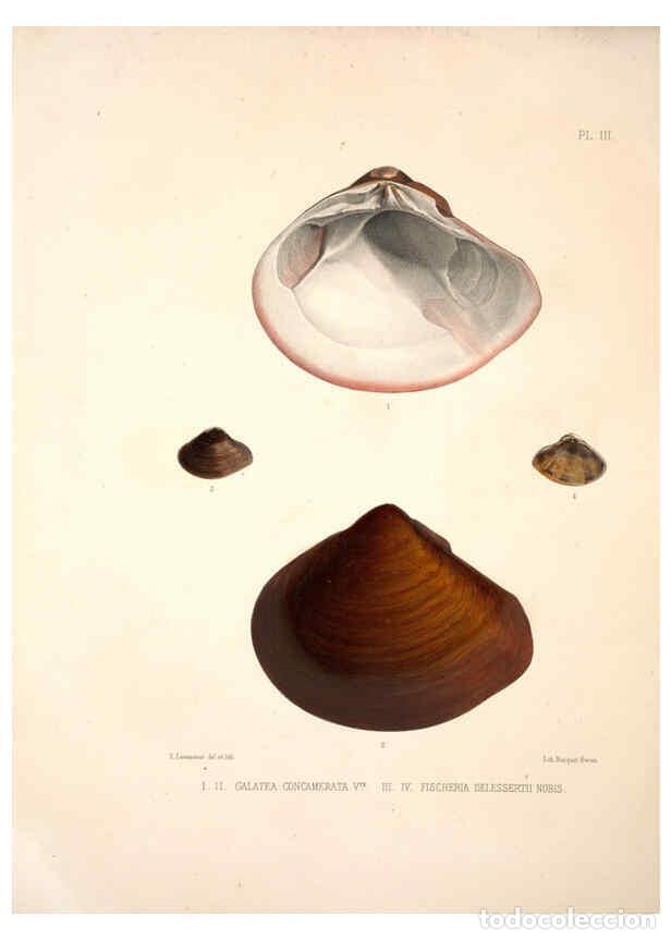 Colecionismo de Revistas e Jornais: Reproducci&oacute;n/Reproduction 6263170791: Monographie des genres Galatea et Fischeria Paris :L. Tinterli