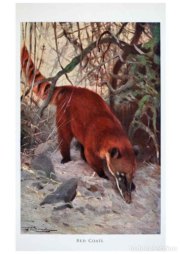 Colecionismo de Revistas e Jornais: Reproducci&oacute;n/Reproduction 6263152577: Wild life of the world. v.2. London ;F. Warne and co.,1916 - R