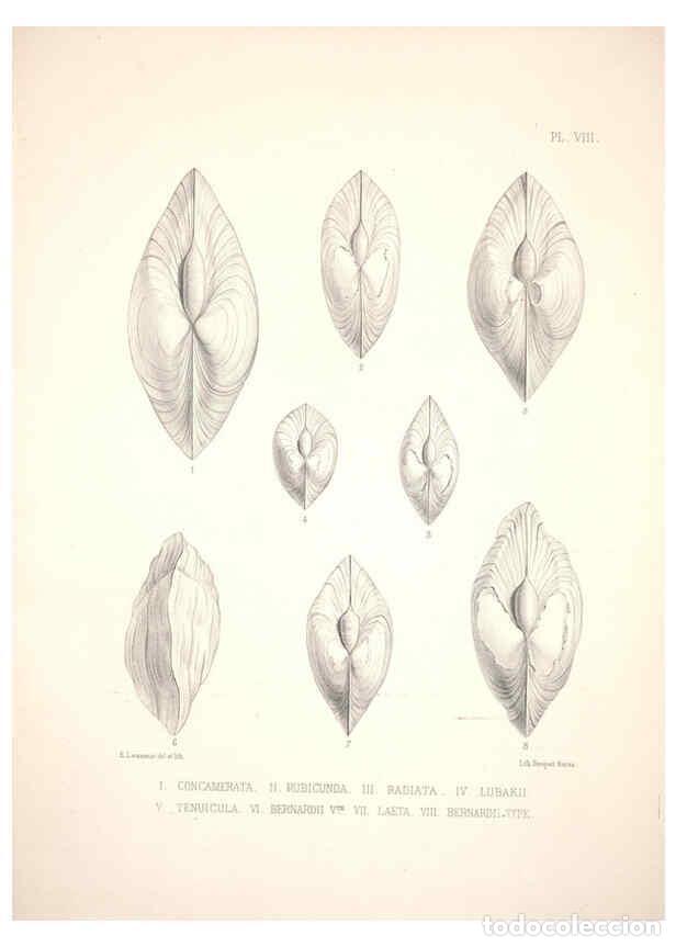 Colecionismo de Revistas e Jornais: Reproducci&oacute;n/Reproduction 6263697702: Monographie des genres Galatea et Fischeria Paris :L. Tinterli