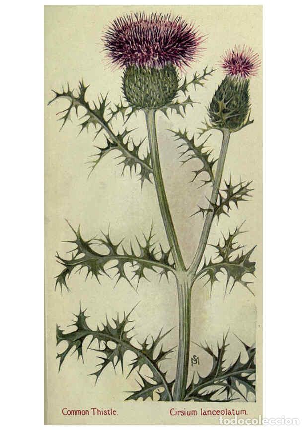 Colecionismo de Revistas e Jornais: Reproducci&oacute;n/Reproduction 6263613916: Field book of American wild flowers New York,Putnam,[1912] - F