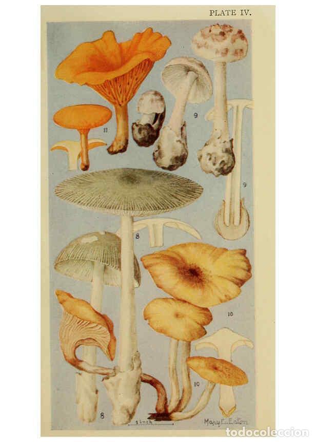 Colecionismo de Revistas e Jornais: Reproducci&oacute;n/Reproduction 6263737954: Field book of common gilled mushrooms New York :G.P. Putnam's