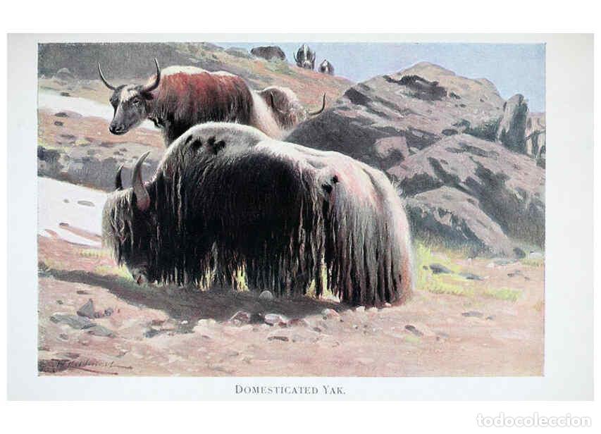 Colecionismo de Revistas e Jornais: Reproducci&oacute;n/Reproduction 6263150937: Wild life of the world. v.2. London ;F. Warne and co.,1916 - R