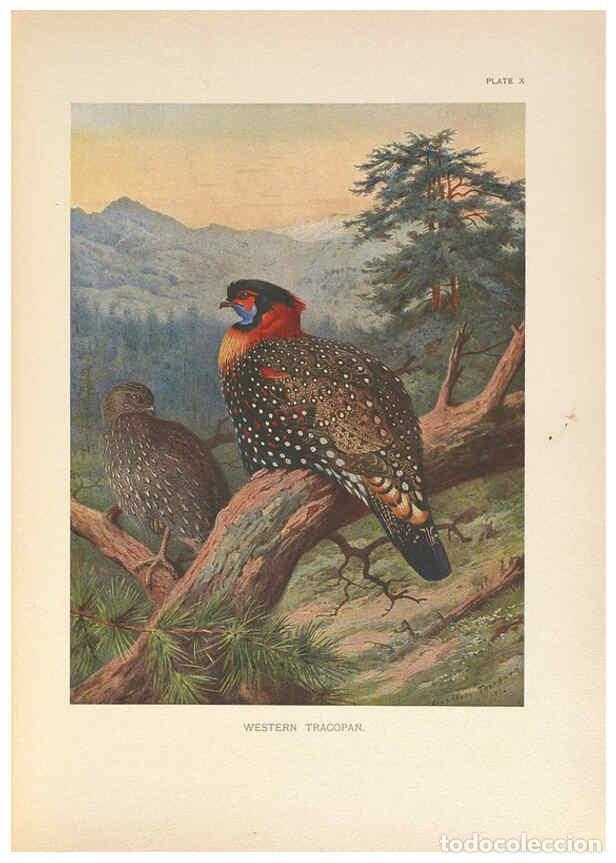 Colecionismo de Revistas e Jornais: Reproducci&oacute;n/Reproduction 6263642862: A monograph of the pheasants. v.1. London, England :Published