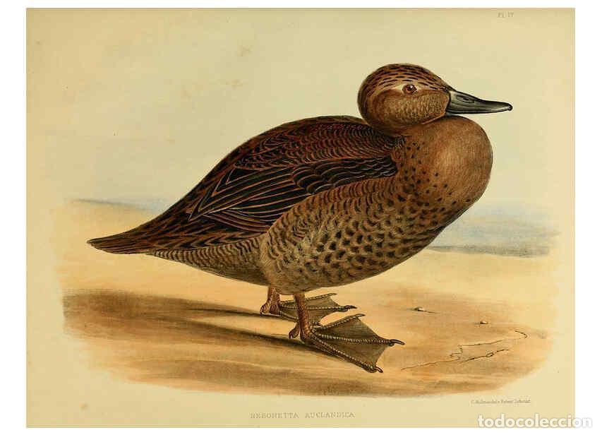 Colecionismo de Revistas e Jornais: Reproducci&oacute;n/Reproduction 6257855465: The zoology of the voyage of the H.M.S. Erebus & Terror. v.1.