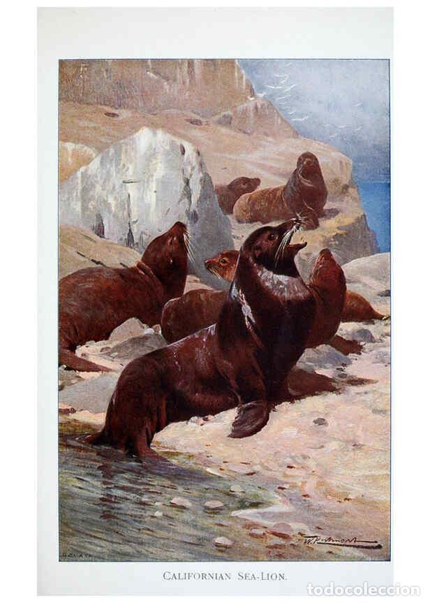 Colecionismo de Revistas e Jornais: Reproducci&oacute;n/Reproduction 6263676902: Wild life of the world. v.2. London ;F. Warne and co.,1916 - R