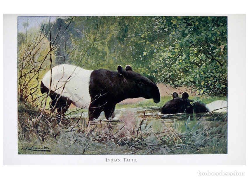 Colecionismo de Revistas e Jornais: Reproducci&oacute;n/Reproduction 6263150201: Wild life of the world. v.2. London ;F. Warne and co.,1916 - R