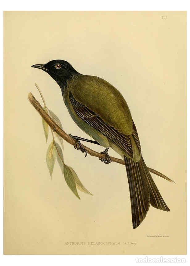 Collection Magazines and Newspapers: Reproducci&oacute;n/Reproduction 6258377794: The zoology of the voyage of the H.M.S. Erebus & Terror. v.1.