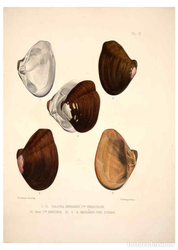 Collection Magazines and Newspapers: Reproducci&oacute;n/Reproduction 6263171301: Monographie des genres Galatea et Fischeria Paris :L. Tinterli