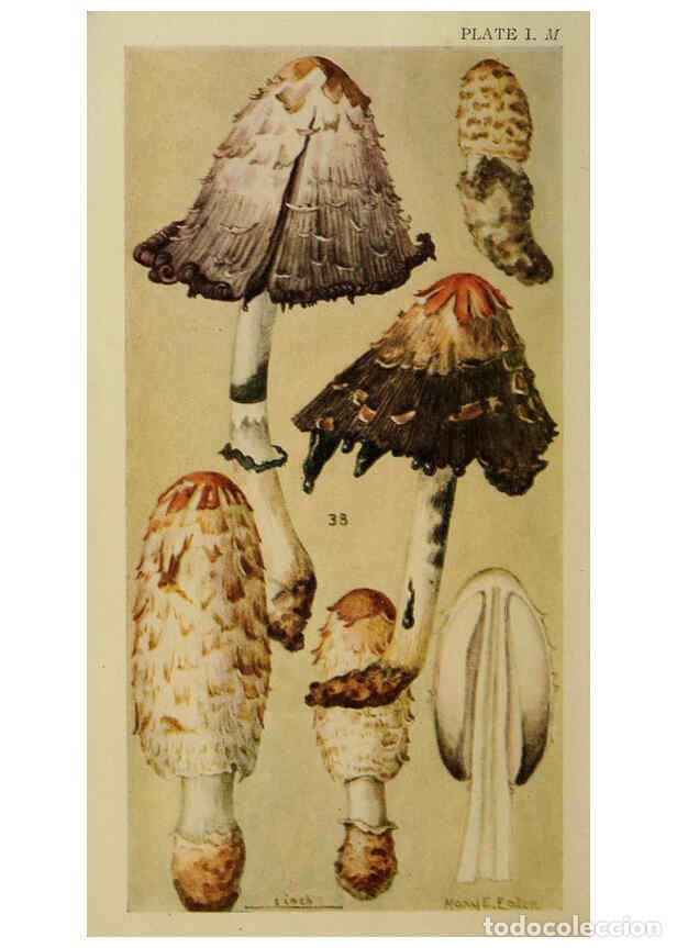 Collection Magazines and Newspapers: Reproducci&oacute;n/Reproduction 6263736962: Field book of common gilled mushrooms New York :G.P. Putnam's