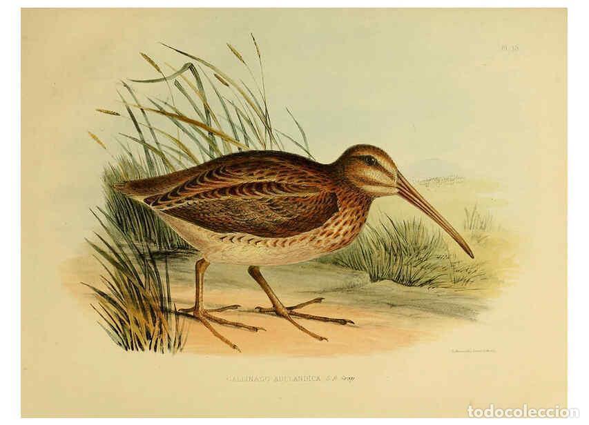 Collection Magazines and Newspapers: Reproducci&oacute;n/Reproduction 6258380466: The zoology of the voyage of the H.M.S. Erebus & Terror. v.1.