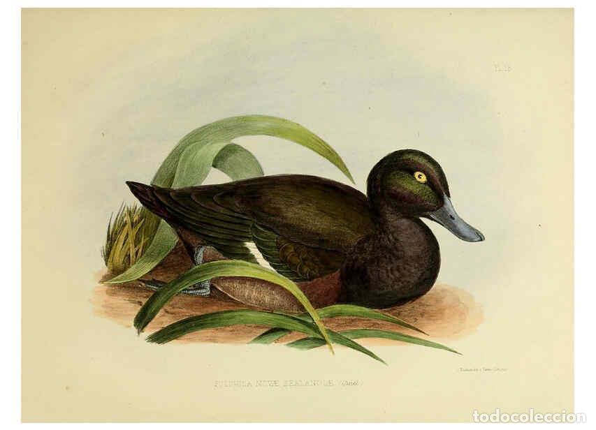 Collection Magazines and Newspapers: Reproducci&oacute;n/Reproduction 6258381768: The zoology of the voyage of the H.M.S. Erebus & Terror. v.1.