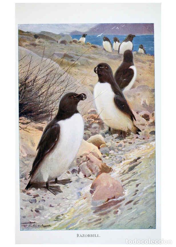 Collection Magazines and Newspapers: Reproducci&oacute;n/Reproduction 6263677388: Wild life of the world. v.2. London ;F. Warne and co.,1916 - R