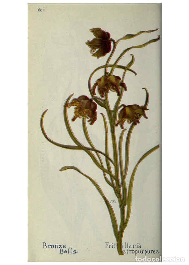 Collection Magazines and Newspapers: Reproducci&oacute;n/Reproduction 6260569448: Field book of western wild flowers London,C. [sic] P. Putnam's