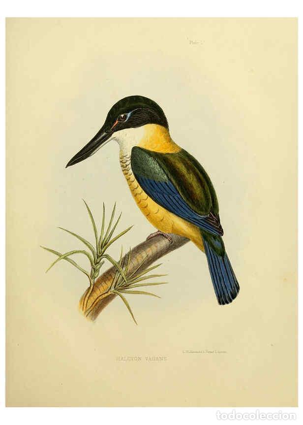 Collection Magazines and Newspapers: Reproducci&oacute;n/Reproduction 6258377496: The zoology of the voyage of the H.M.S. Erebus & Terror. v.1.