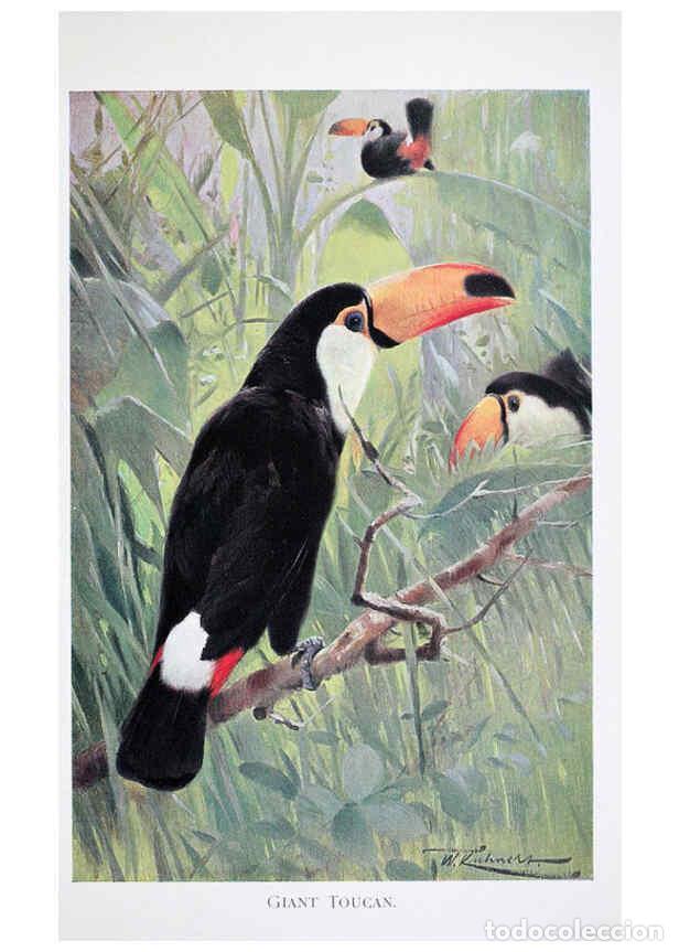 Collection Magazines and Newspapers: Reproducci&oacute;n/Reproduction 6263678452: Wild life of the world. v.2. London ;F. Warne and co.,1916 - R