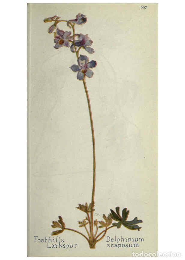 Collection Magazines and Newspapers: Reproducci&oacute;n/Reproduction 6260570574: Field book of western wild flowers London,C. [sic] P. Putnam's