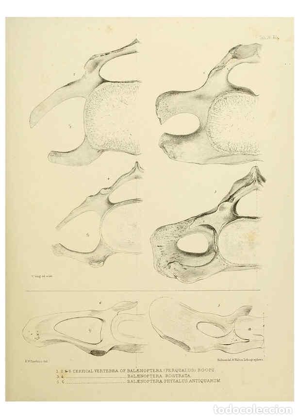 Collection Magazines and Newspapers: Reproducci&oacute;n/Reproduction 6257849701: The zoology of the voyage of the H.M.S. Erebus & Terror. v.1.