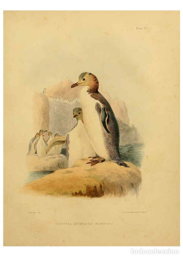 Collection Magazines and Newspapers: Reproducci&oacute;n/Reproduction 6257858109: The zoology of the voyage of the H.M.S. Erebus & Terror. v.1.