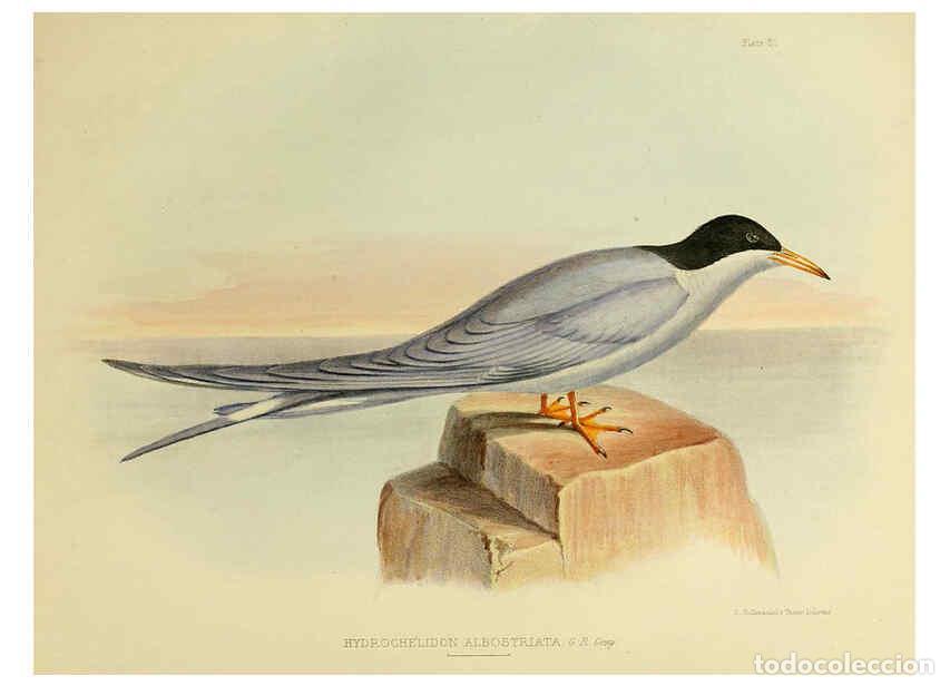 Collection Magazines and Newspapers: Reproducci&oacute;n/Reproduction 6257856915: The zoology of the voyage of the H.M.S. Erebus & Terror. v.1.