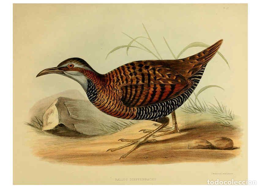 Collection Magazines and Newspapers: Reproducci&oacute;n/Reproduction 6257854835: The zoology of the voyage of the H.M.S. Erebus & Terror. v.1.