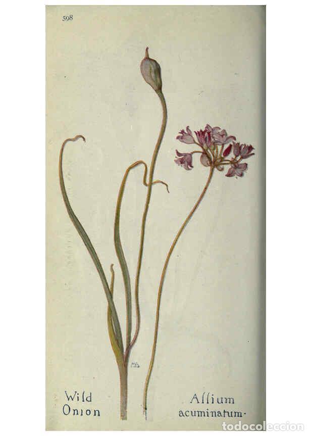 Collectionnisme de Revues et Journaux: Reproducci&oacute;n/Reproduction 6260042769: Field book of western wild flowers London,C. [sic] P. Putnam's