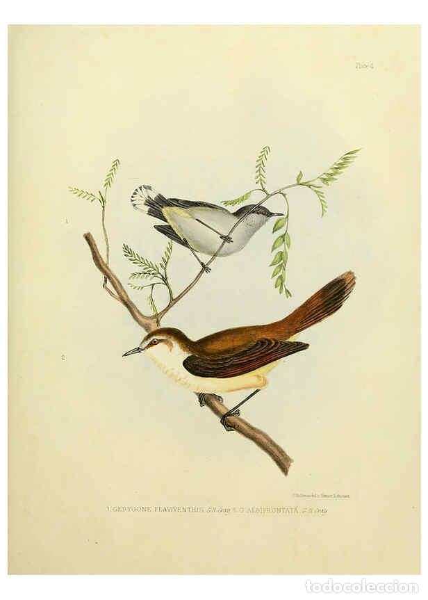 Collectionnisme de Revues et Journaux: Reproducci&oacute;n/Reproduction 6258378326: The zoology of the voyage of the H.M.S. Erebus & Terror. v.1.