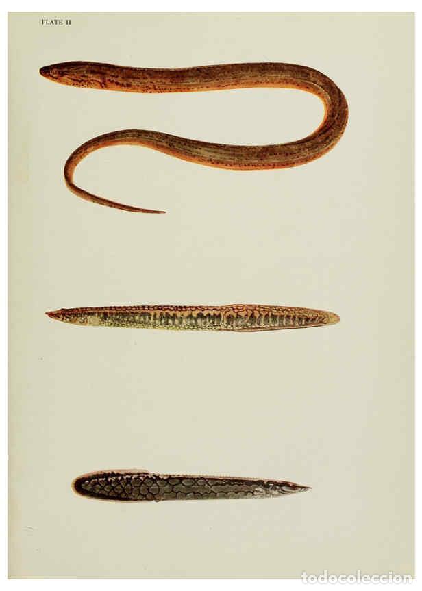 Collectionnisme de Revues et Journaux: Reproducci&oacute;n/Reproduction 6260544338: The fresh-water fishes of China New York :American Museum of N