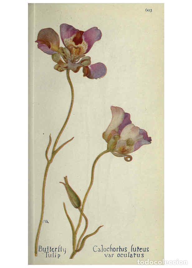 Collectionnisme de Revues et Journaux: Reproducci&oacute;n/Reproduction 6260043833: Field book of western wild flowers London,C. [sic] P. Putnam's