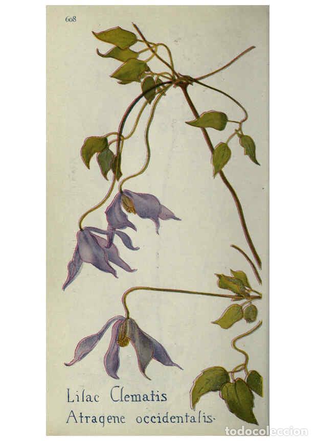 Collectionnisme de Revues et Journaux: Reproducci&oacute;n/Reproduction 6260045027: Field book of western wild flowers London,C. [sic] P. Putnam's