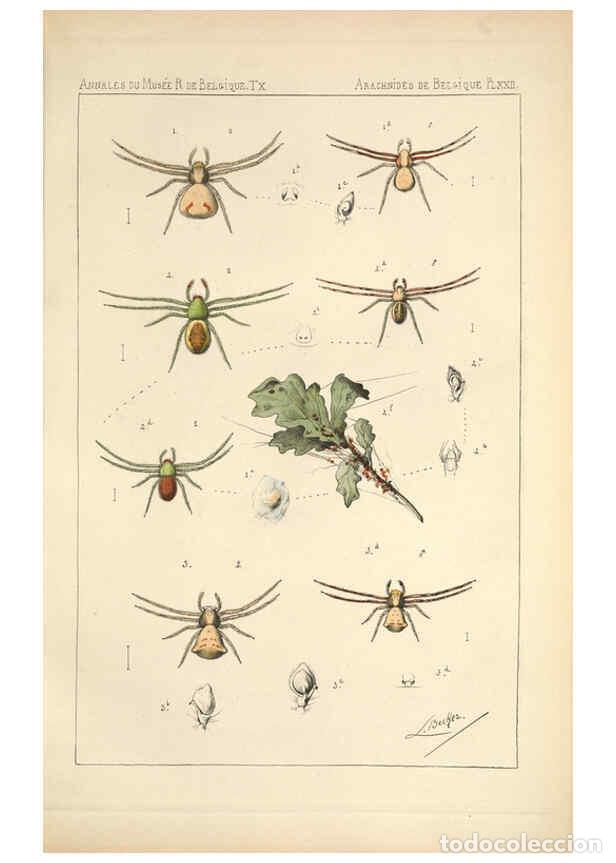 Collectionnisme de Revues et Journaux: Reproducci&oacute;n/Reproduction 6257752671: Les arachnides de Belgique. ptie. 1; plates 1 Bruxelles :F. Ha