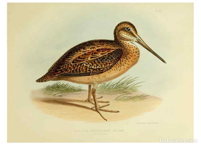 Collectionnisme de Revues et Journaux: Reproducci&oacute;n/Reproduction 6258383290: The zoology of the voyage of the H.M.S. Erebus & Terror. v.1.