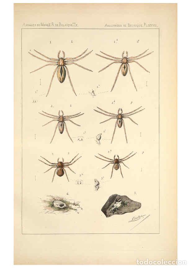 Collectionnisme de Revues et Journaux: Reproducci&oacute;n/Reproduction 6258280066: Les arachnides de Belgique. ptie. 1; plates 1 Bruxelles :F. Ha