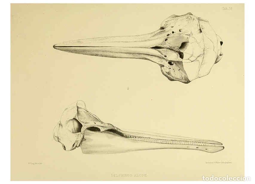 Collectionnisme de Revues et Journaux: Reproducci&oacute;n/Reproduction 6258375418: The zoology of the voyage of the H.M.S. Erebus & Terror. v.1.