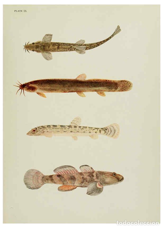 Collectionnisme de Revues et Journaux: Reproducci&oacute;n/Reproduction 6260545642: The fresh-water fishes of China New York :American Museum of N