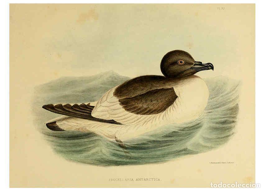 Collectionnisme de Revues et Journaux: Reproducci&oacute;n/Reproduction 6257859797: The zoology of the voyage of the H.M.S. Erebus & Terror. v.1.