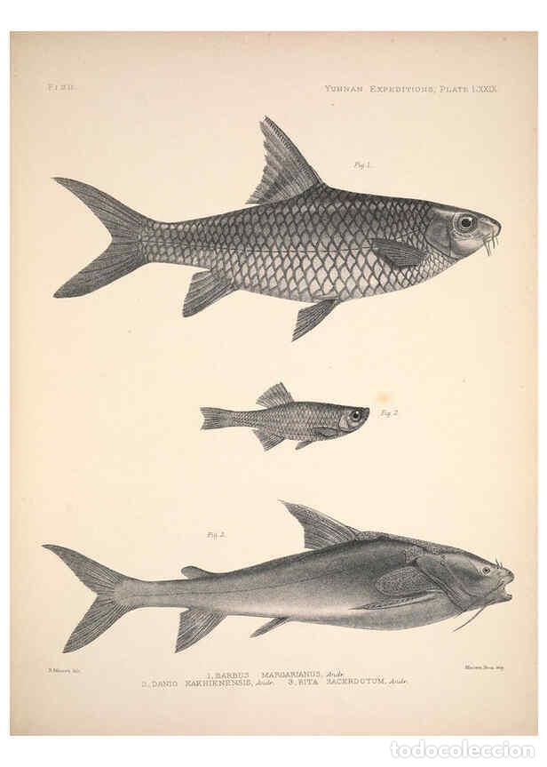 Collectionnisme de Revues et Journaux: Reproducci&oacute;n/Reproduction 6257641837: Anatomical and zoological researches v.2. London,B. Quaritch,1