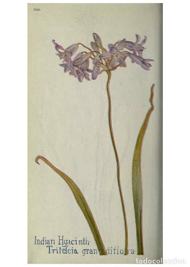 Collectionnisme de Revues et Journaux: Reproducci&oacute;n/Reproduction 6260043193: Field book of western wild flowers London,C. [sic] P. Putnam's