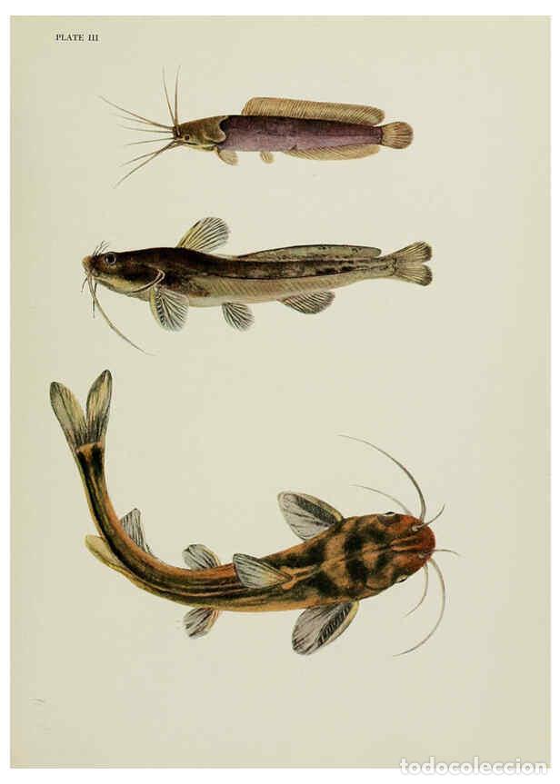 Collectionnisme de Revues et Journaux: Reproducci&oacute;n/Reproduction 6260544462: The fresh-water fishes of China New York :American Museum of N