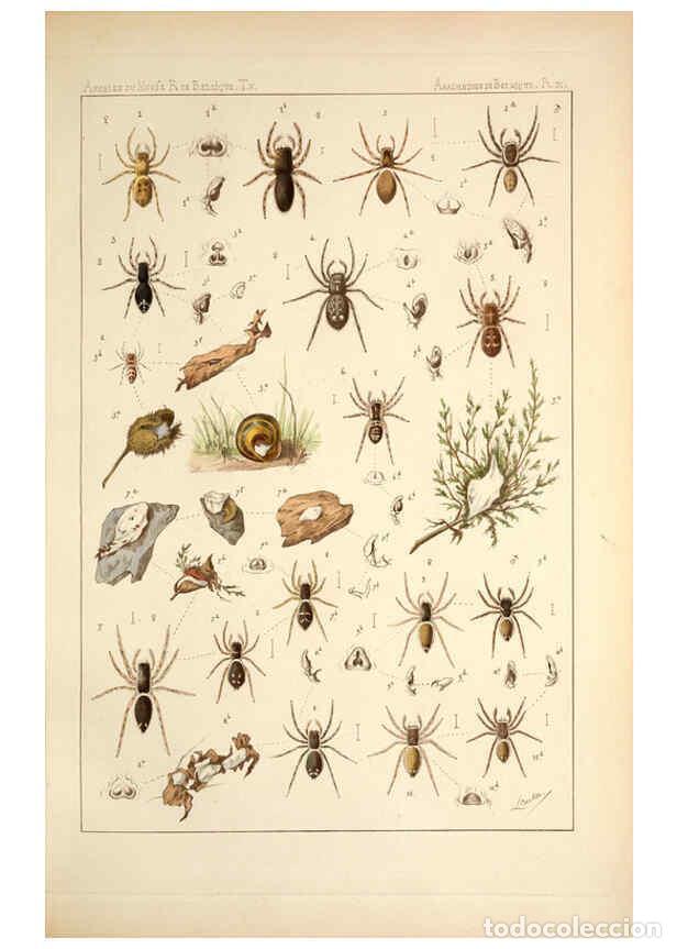 Collectionnisme de Revues et Journaux: Reproducci&oacute;n/Reproduction 6257746445: Les arachnides de Belgique. ptie. 1; plates 1 Bruxelles :F. Ha
