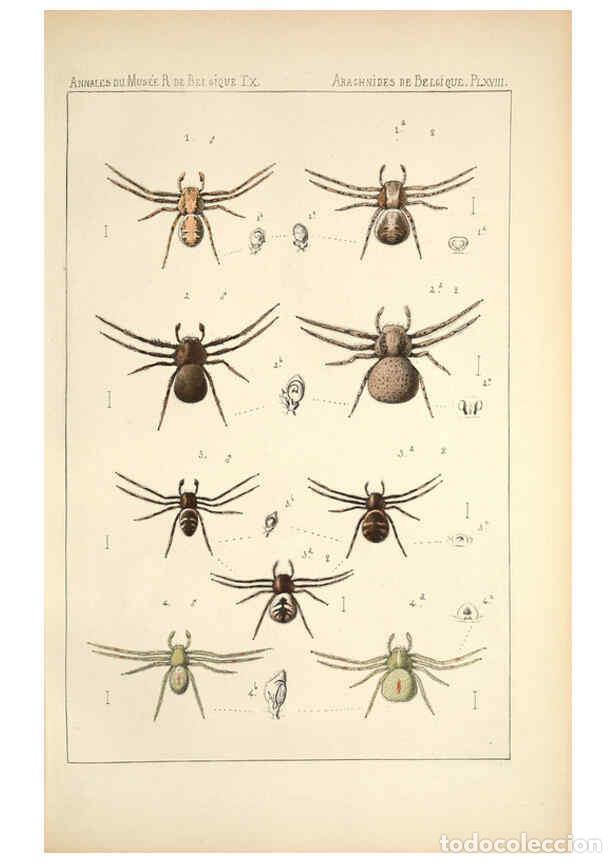 Collectionnisme de Revues et Journaux: Reproducci&oacute;n/Reproduction 6258277580: Les arachnides de Belgique. ptie. 1; plates 1 Bruxelles :F. Ha